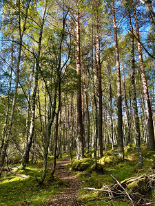 Autumn Forest in the Scottish Highlands
